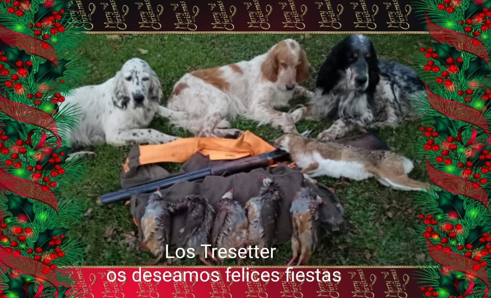 Foto 1 de venta de perros para la caza en Ponferrada | Los Tresetter