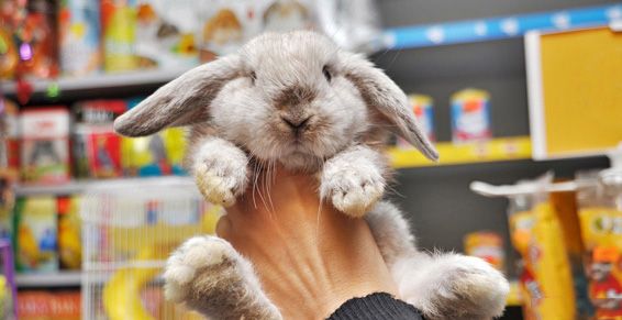 Conejos, chinchillas y coballas: Productos de Mascotas Madrid Conejos, chinchillas y coballas: Productos de Mascotas Madrid