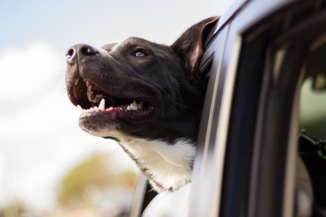 Trayectos con animales: Servicios de Taxi Miranda de Ebro Trayectos con animales: Servicios de Taxi Miranda de Ebro