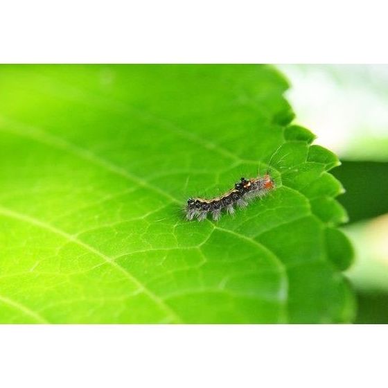 Productos fitosanitarios: Servicios de Jardinería Sancho Productos fitosanitarios: Servicios de Jardinería Sancho