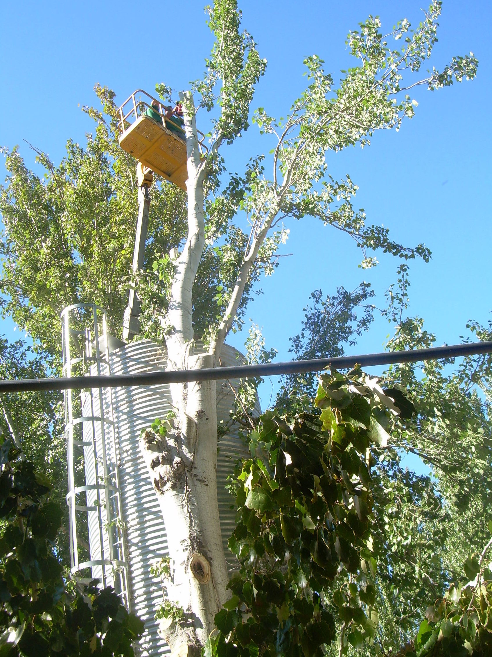 Podas: Servicios de Jardinería Sancho Podas: Servicios de Jardinería Sancho
