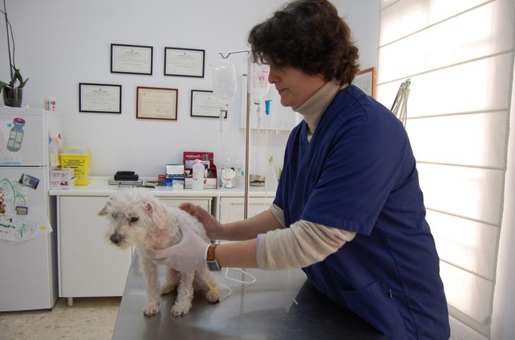 CONSULTA ORDINARIA: SERVICIOS de C. Veterinario Triana CONSULTA ORDINARIA: SERVICIOS de C. Veterinario Triana