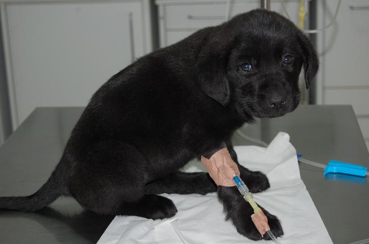 ANÁLISIS: SERVICIOS de C. Veterinario Triana ANÁLISIS: SERVICIOS de C. Veterinario Triana