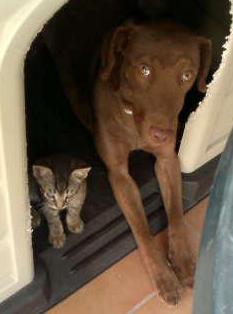 Curro el gatito y Nilo Curro el gatito y Nilo