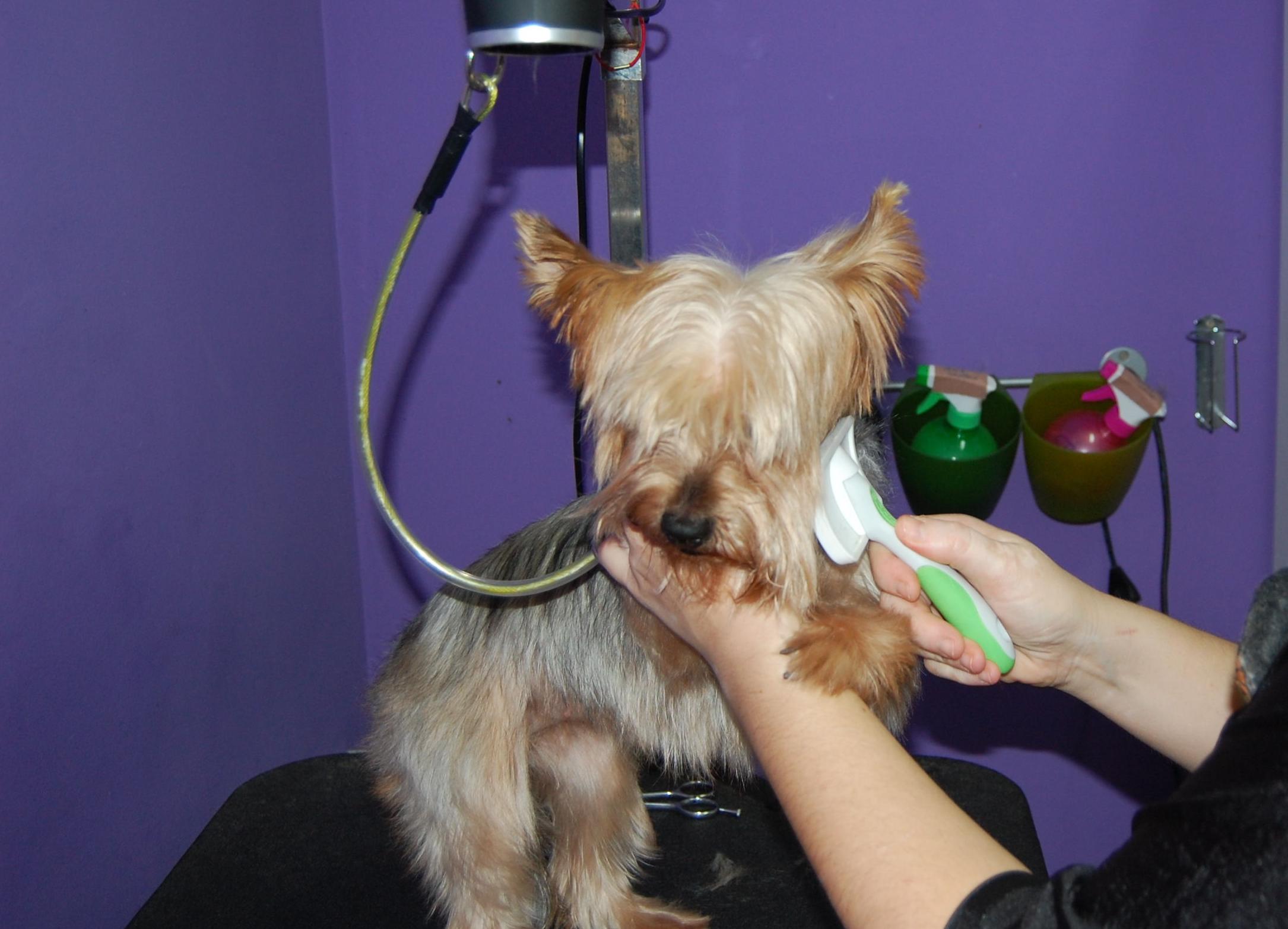 Servicio de peluquería y estética canina y felina: SERVICIOS de C. Veterinario Triana Servicio de peluquería y estética canina y felina: SERVICIOS de C. Veterinario Triana
