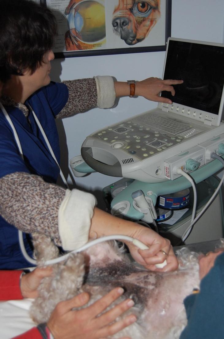 ECOGRAFÍAS: SERVICIOS de C. Veterinario Triana ECOGRAFÍAS: SERVICIOS de C. Veterinario Triana
