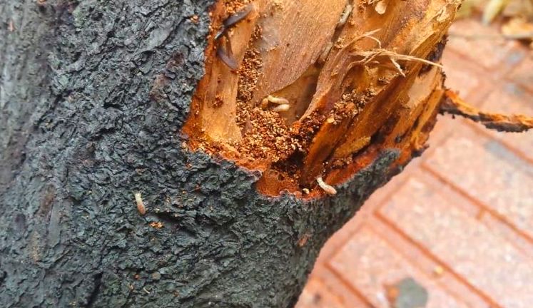TERMITAS DE LA MADERA TERMITAS DE LA MADERA
