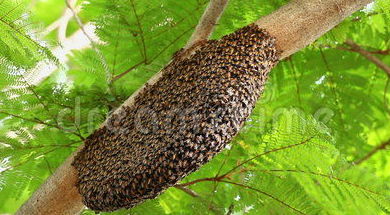 CONTROL DE ABEJAS: Servicios de CTP CONTROL CONTROL DE ABEJAS: Servicios de CTP CONTROL