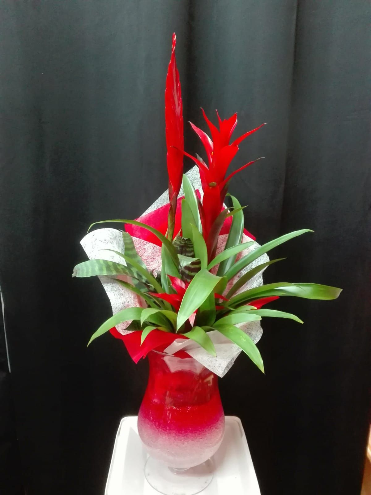 Plantas: Productos de Floristería Kiara Plantas: Productos de Floristería Kiara