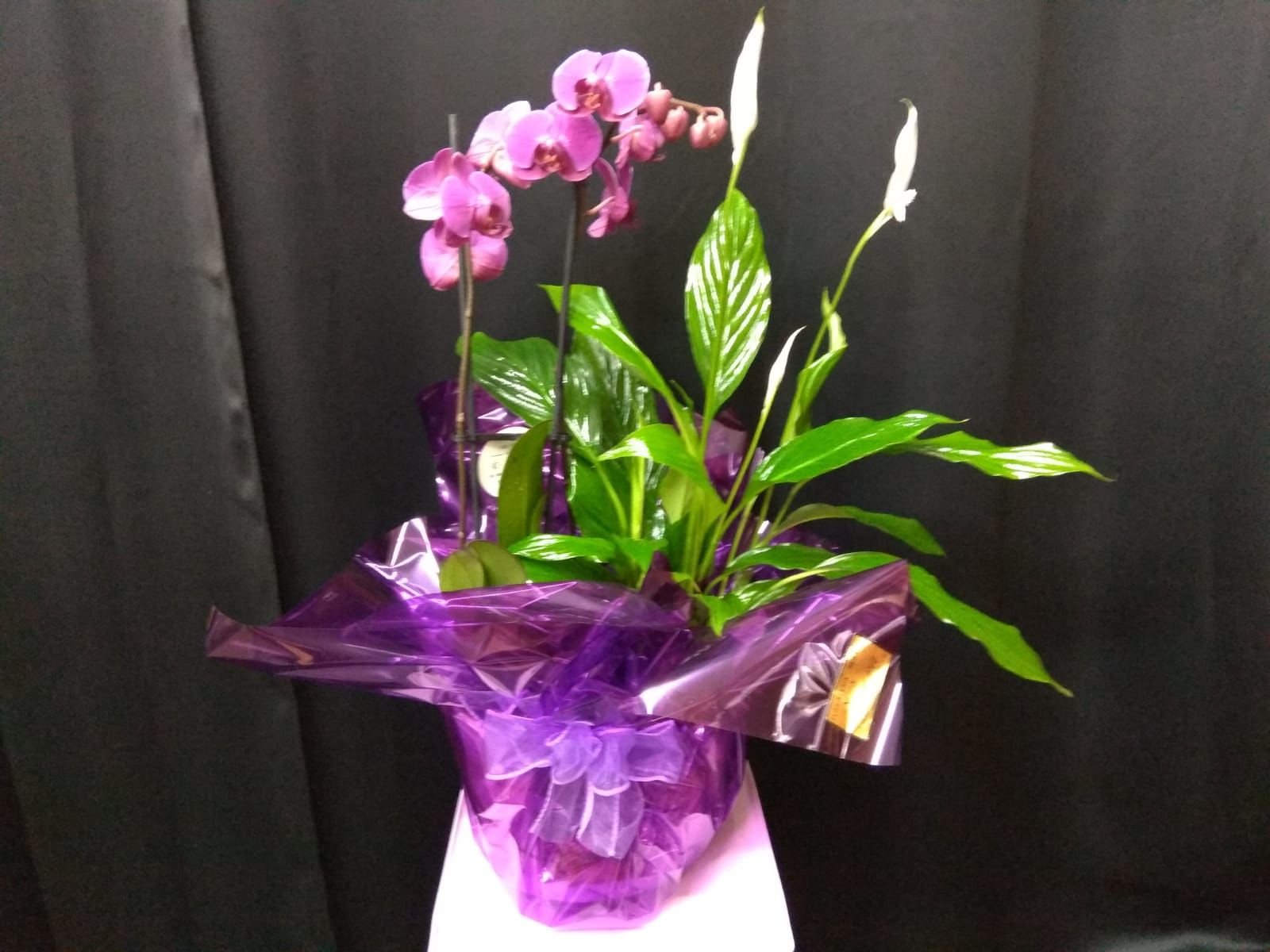 Plantas: Productos de Floristería Kiara Plantas: Productos de Floristería Kiara
