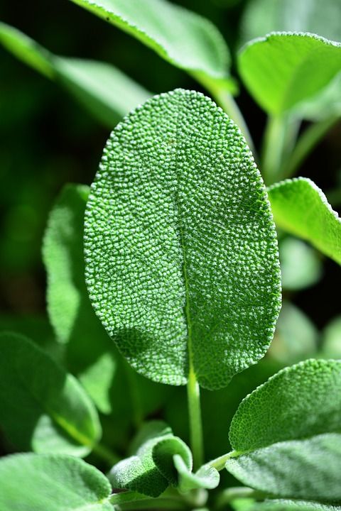 Herbolario y productos naturales: Productos y servicios de Farmacia Las Manzanillas Herbolario y productos naturales: Productos y servicios de Farmacia Las Manzanillas