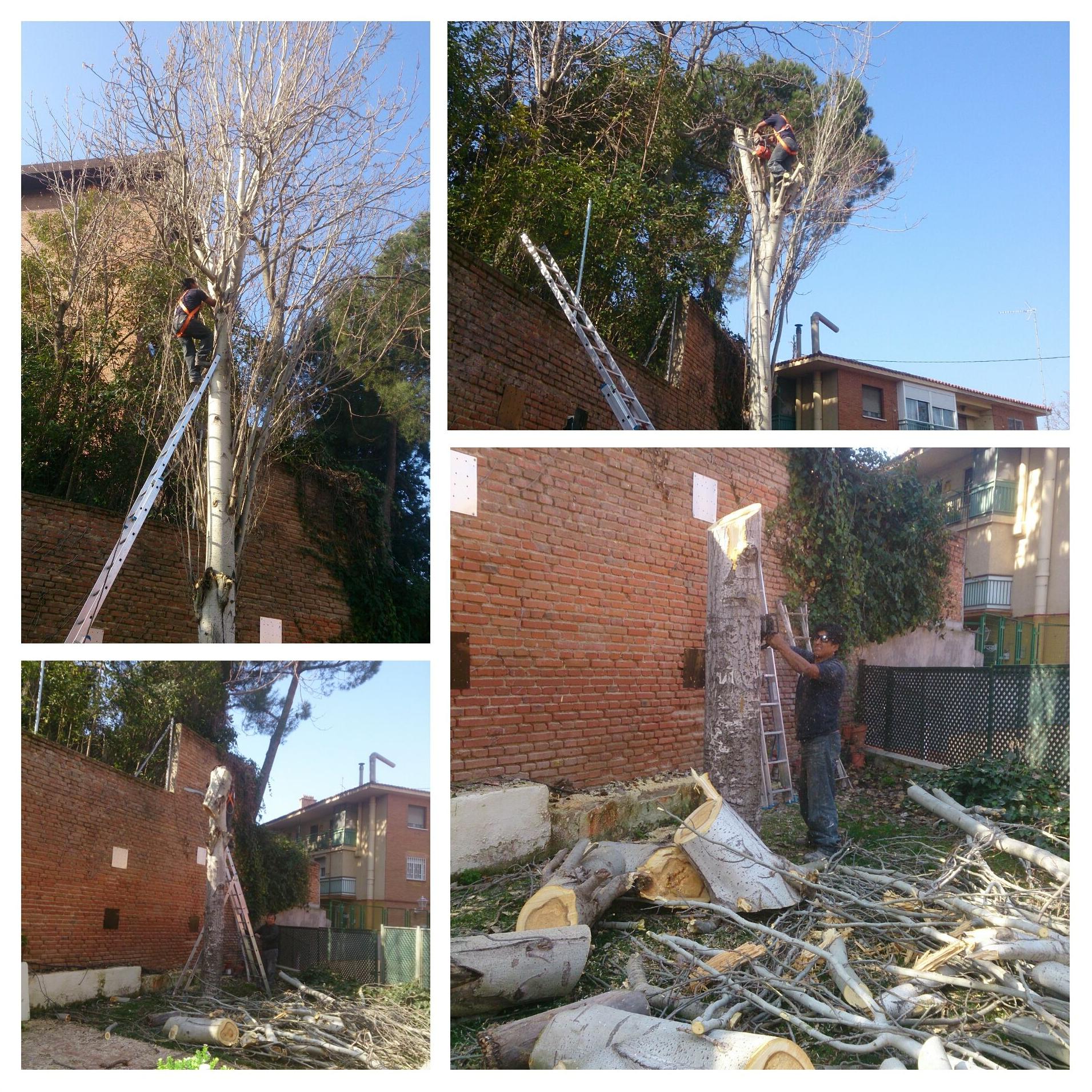 poda árbol poda árbol