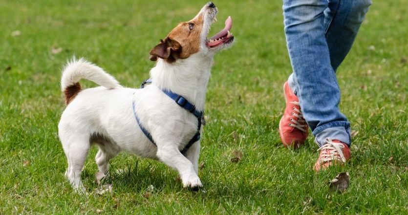 Adiestramiento y educación canina con refuerzo positivo: Cursos de Aula de Natura Adiestramiento y educación canina con refuerzo positivo: Cursos de Aula de Natura