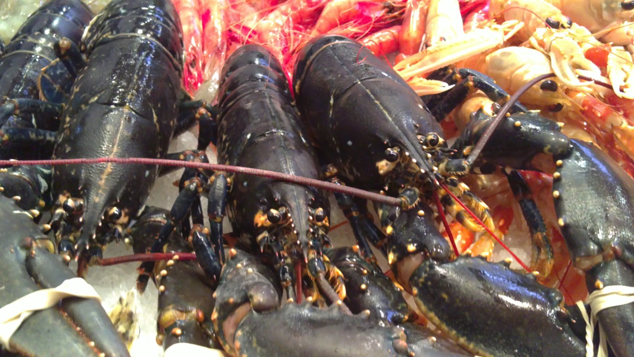 Servicio a domicilio y a hostelería: Productos y servicios de Mariscos Pi Servicio a domicilio y a hostelería: Productos y servicios de Mariscos Pi