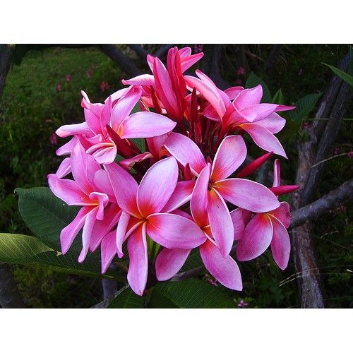 Servicios : Productos y Servicios de Rose Flor Servicios : Productos y Servicios de Rose Flor