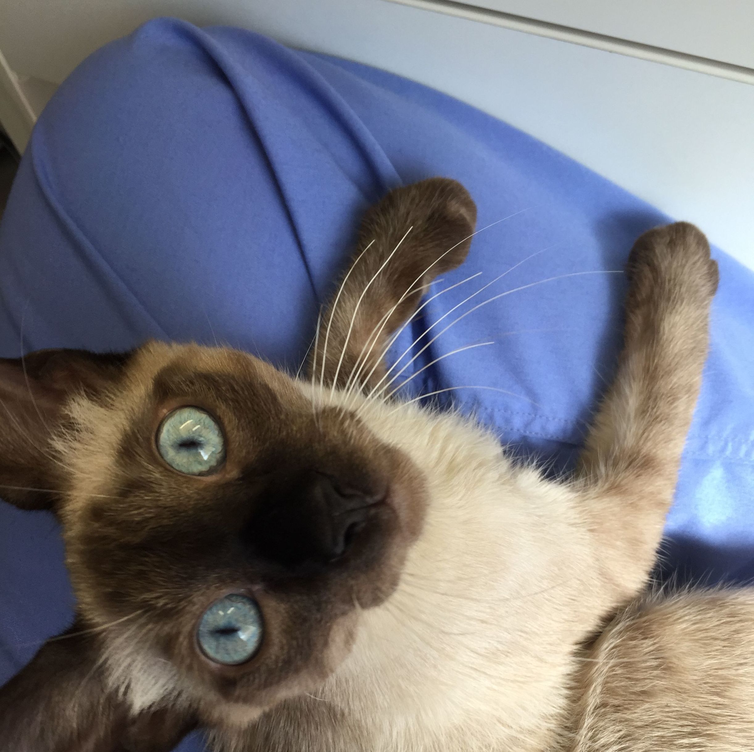 Atención veterinaria para gatos en Reus
