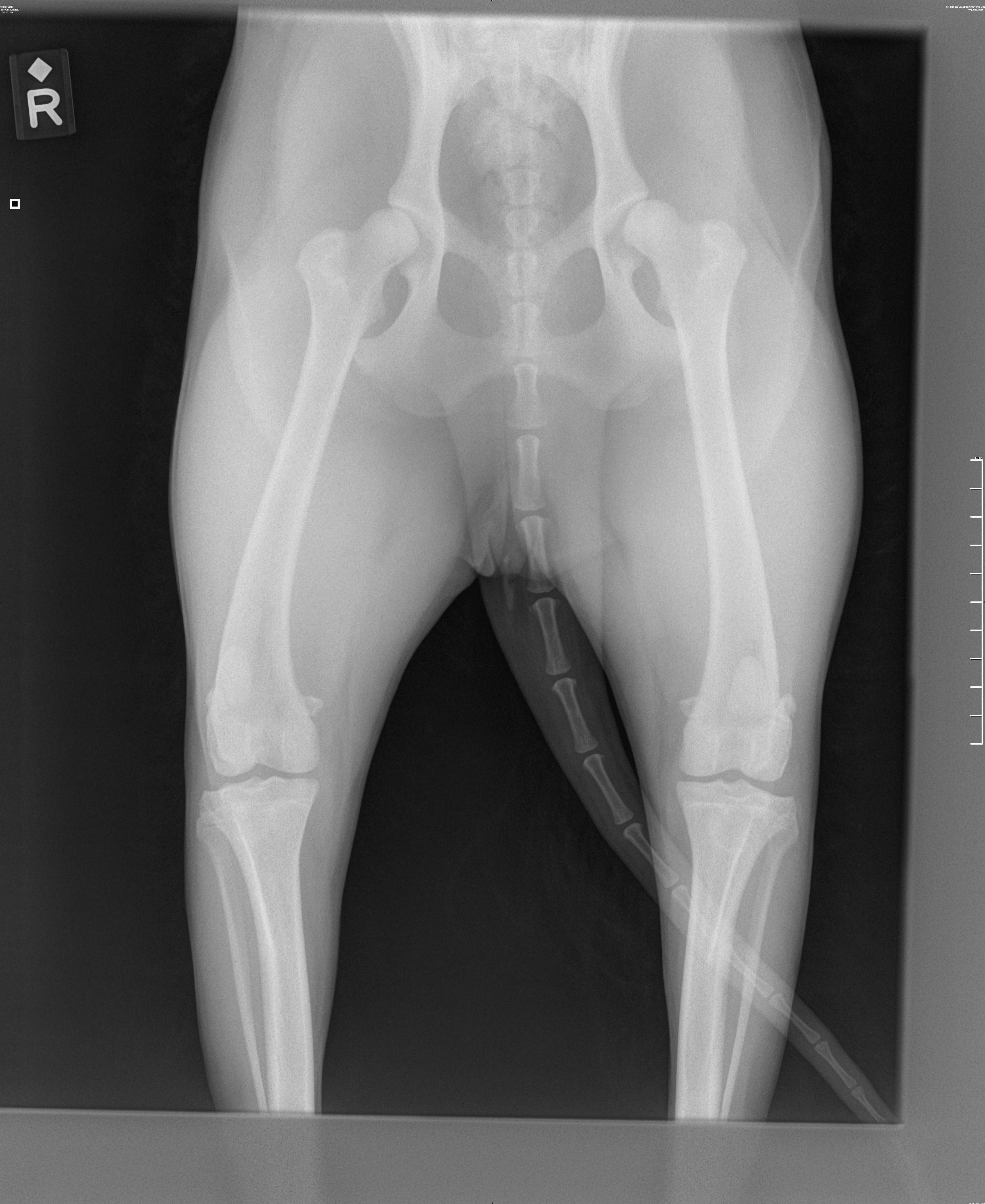 Radiografía digital: Servicios de Vetalliance Reus Clínica Veterinaria Radiografía digital: Servicios de Vetalliance Reus Clínica Veterinaria