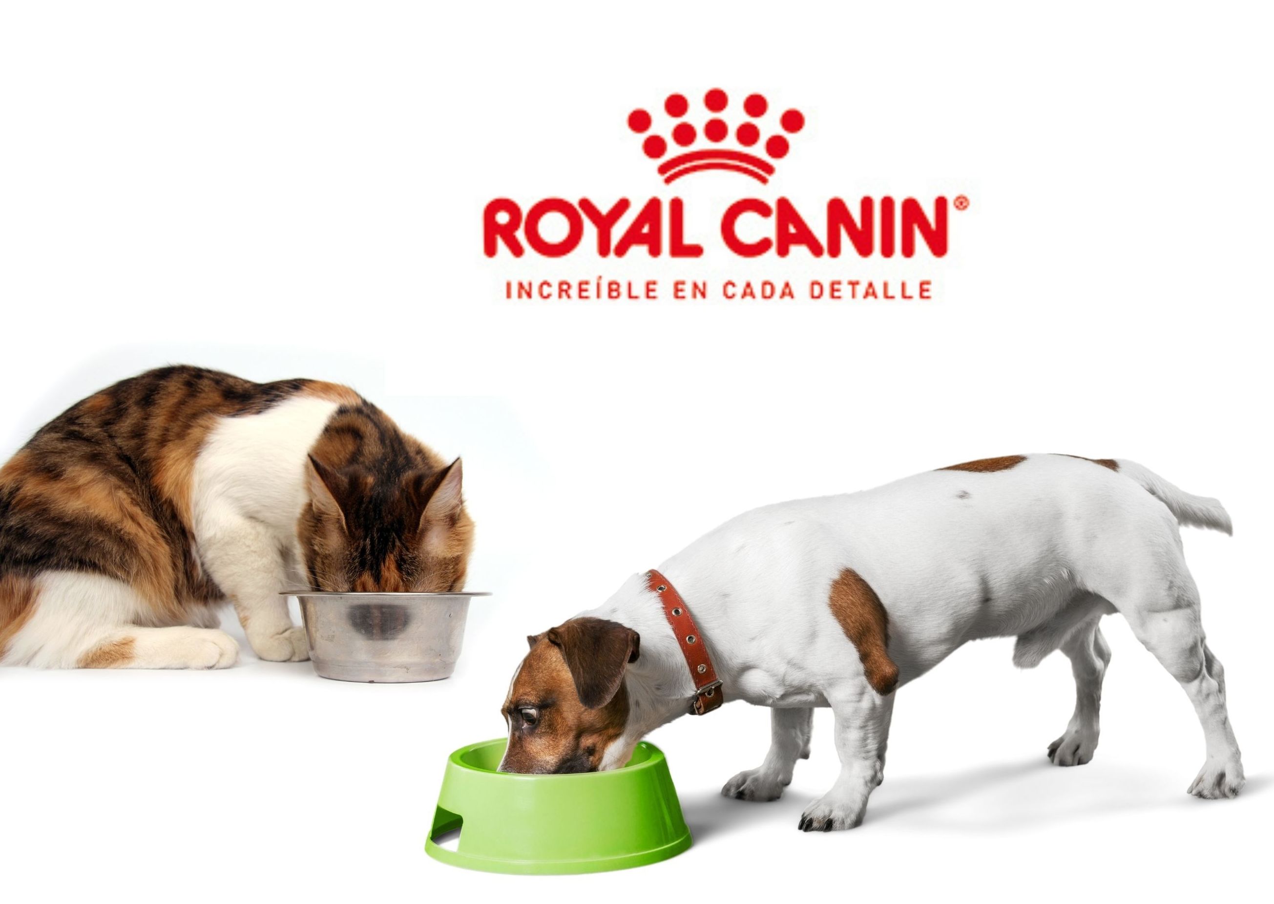 Alimentación: Servicios de Vetalliance Reus Clínica Veterinaria Alimentación: Servicios de Vetalliance Reus Clínica Veterinaria
