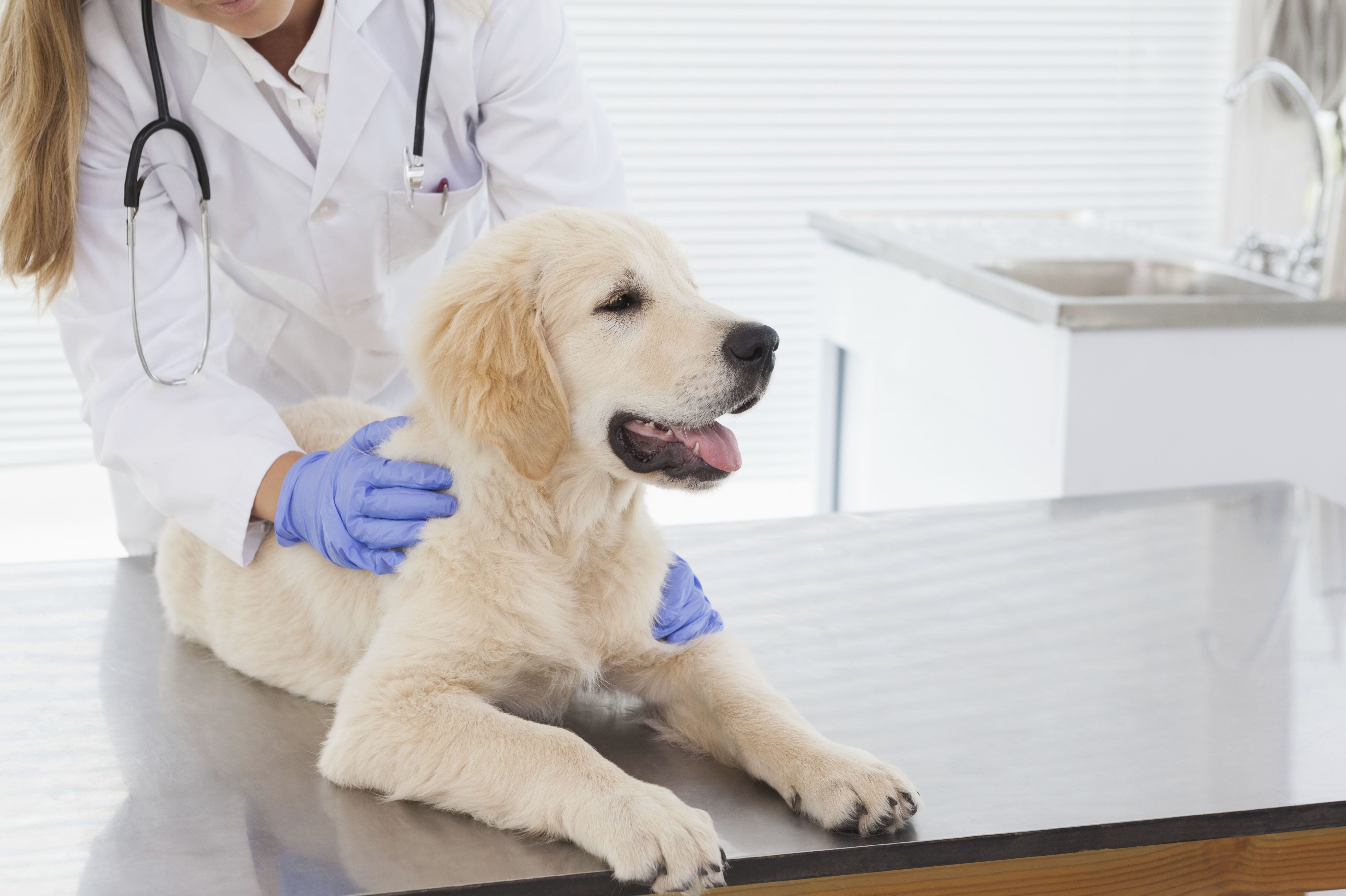 Cirugía preventiva: Servicios de Vetalliance Reus Clínica Veterinaria Cirugía preventiva: Servicios de Vetalliance Reus Clínica Veterinaria