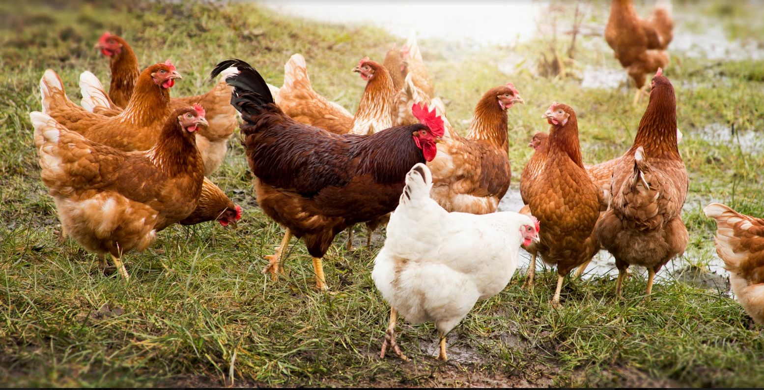 Pollos: Catálogo de Granja García Pollos: Catálogo de Granja García