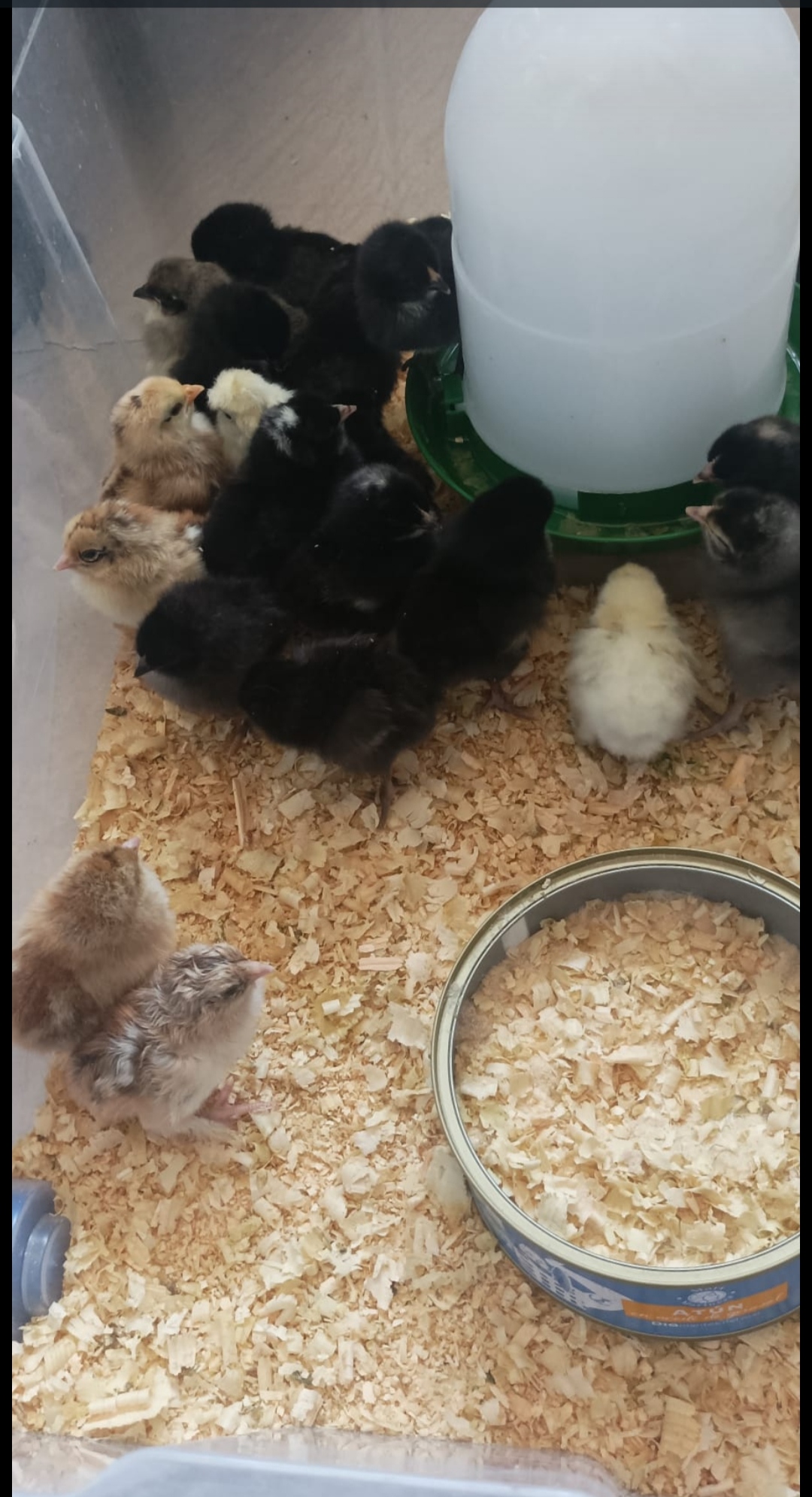 Pollitos de raza: Nuestras gallinas y piensos de Avícola Antonia