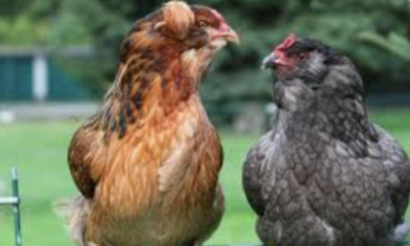 Gallina  Legbar 16 €: Nuestras gallinas y piensos de Avícola Antonia