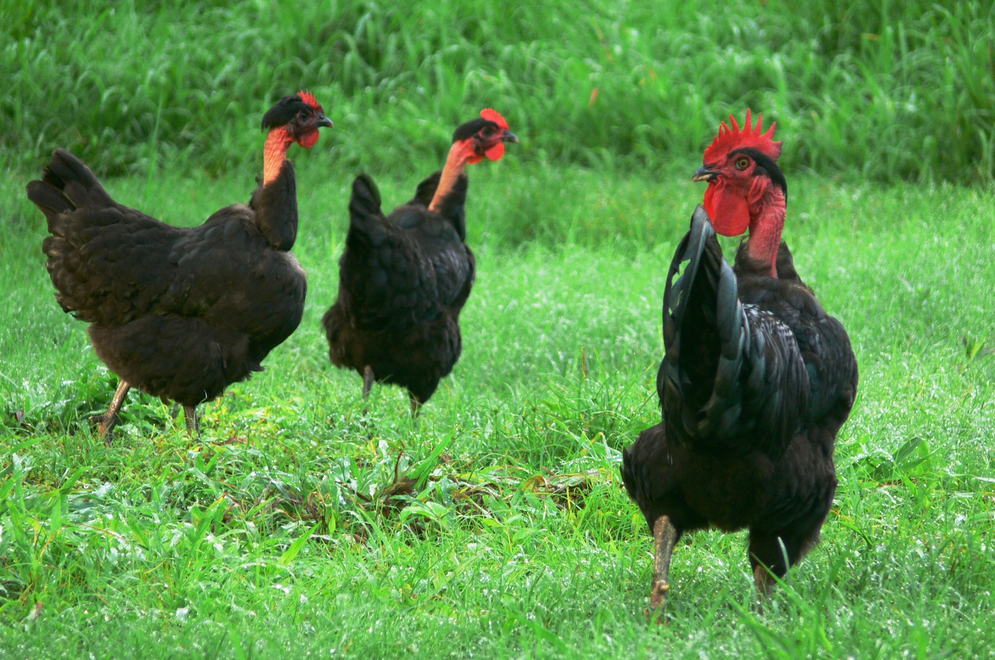 Gallina de cuello pelao 9 €: Nuestras gallinas y piensos de Avícola Antonia