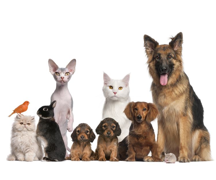 Empresa de logÃ­stica, alimentaciÃ³n y complementos para mascotas