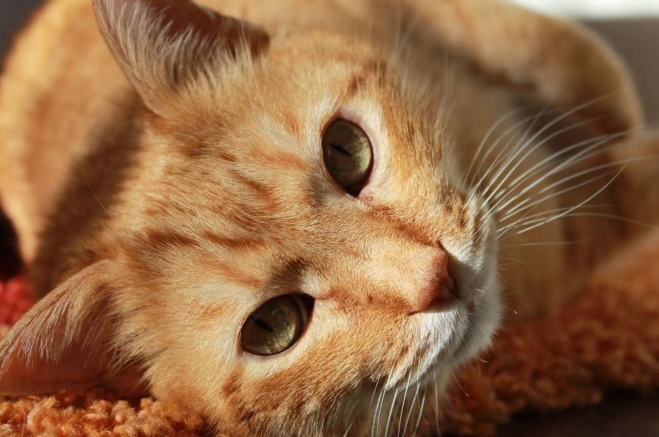 Pruebas: Servicios de Clínica Veterinaria Jacinto Benavente Pruebas: Servicios de Clínica Veterinaria Jacinto Benavente