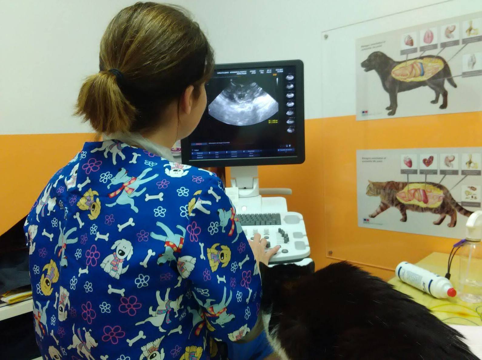 Foto 7 de Veterinarios en Puerito de Güímar | Veterinario El Puertito