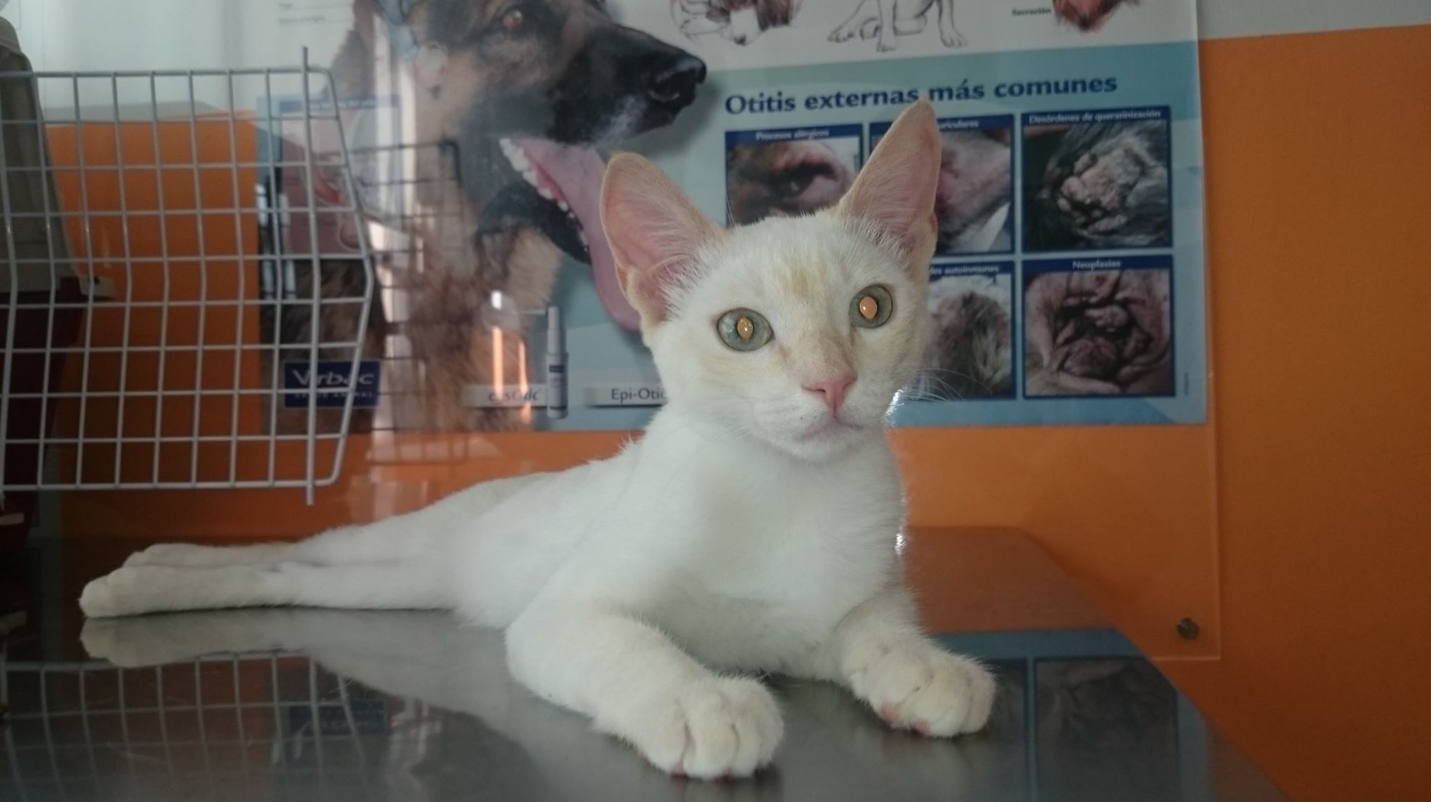 Peluquería Felina / Clínica Veterinario El Puertito