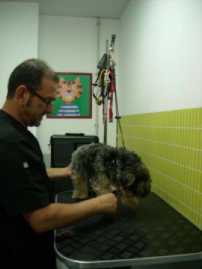 Foto 9 de Veterinarios en Puerito de Güímar | Veterinario El Puertito