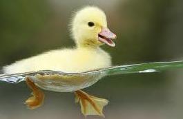 Patos, Ocas y Cisnes (por encargo): ARTICULOS de Piensos Alonso Patos, Ocas y Cisnes (por encargo): ARTICULOS de Piensos Alonso