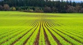 SOLUCIONES PARA TU ACTIVIDAD AGRÍCOLOA: ARTICULOS de Piensos Alonso SOLUCIONES PARA TU ACTIVIDAD AGRÍCOLOA: ARTICULOS de Piensos Alonso