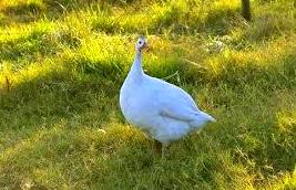 Otras aves: ARTICULOS de Piensos Alonso Otras aves: ARTICULOS de Piensos Alonso