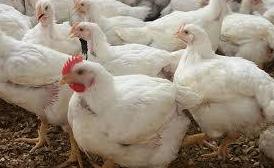 Pollos de engorde: ARTICULOS de Piensos Alonso Pollos de engorde: ARTICULOS de Piensos Alonso