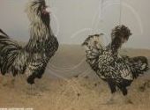 Gallinas de raza mediana (por encargo): ARTICULOS de Piensos Alonso Gallinas de raza mediana (por encargo): ARTICULOS de Piensos Alonso