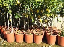 Otros productos para agricultura y jardín: ARTICULOS de Piensos Alonso Otros productos para agricultura y jardín: ARTICULOS de Piensos Alonso