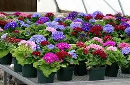 Otros productos para agricultura y jardín: ARTICULOS de Piensos Alonso Otros productos para agricultura y jardín: ARTICULOS de Piensos Alonso