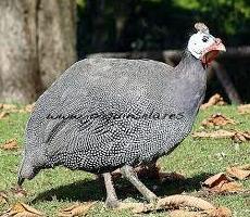 Otras aves: ARTICULOS de Piensos Alonso Otras aves: ARTICULOS de Piensos Alonso