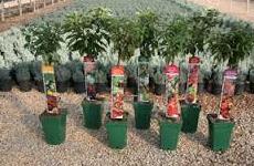 Otros productos para agricultura y jardín: ARTICULOS de Piensos Alonso Otros productos para agricultura y jardín: ARTICULOS de Piensos Alonso