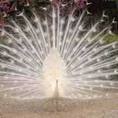 Pavo Real Blanco Pavo Real Blanco