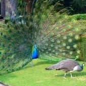 Pavo Real Común Pavo Real Común