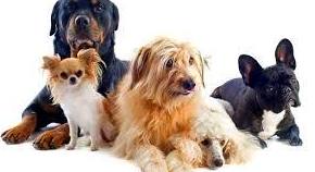 ALIMENTAMOS A TU PERRO: ARTICULOS de Piensos Alonso ALIMENTAMOS A TU PERRO: ARTICULOS de Piensos Alonso