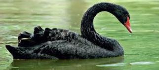 Patos, Ocas y Cisnes (por encargo): ARTICULOS de Piensos Alonso Patos, Ocas y Cisnes (por encargo): ARTICULOS de Piensos Alonso