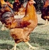 Gallos adultos,pollitos mascota y pollos capones: ARTICULOS de Piensos Alonso Gallos adultos,pollitos mascota y pollos capones: ARTICULOS de Piensos Alonso