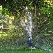 Pavo Real Arlequin Pavo Real Arlequin