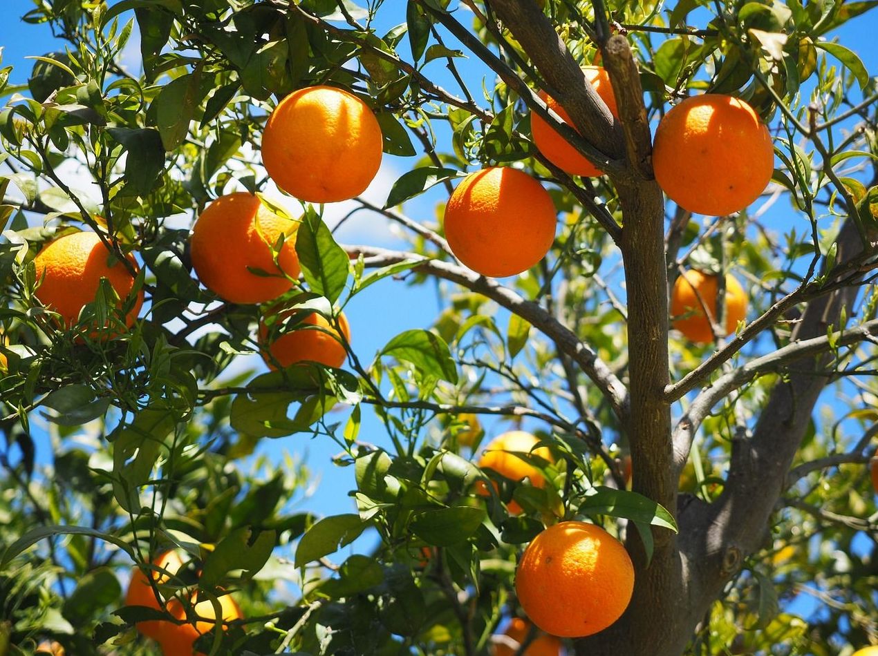 Venta de arboles frutales Granada Venta de arboles frutales Granada