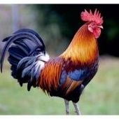 Gallos adultos,pollitos mascota y pollos capones: ARTICULOS de Piensos Alonso Gallos adultos,pollitos mascota y pollos capones: ARTICULOS de Piensos Alonso