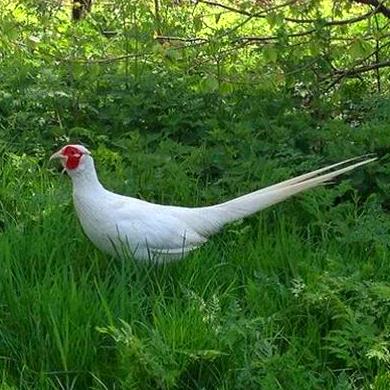 Faisán Blanco Albino Faisán Blanco Albino